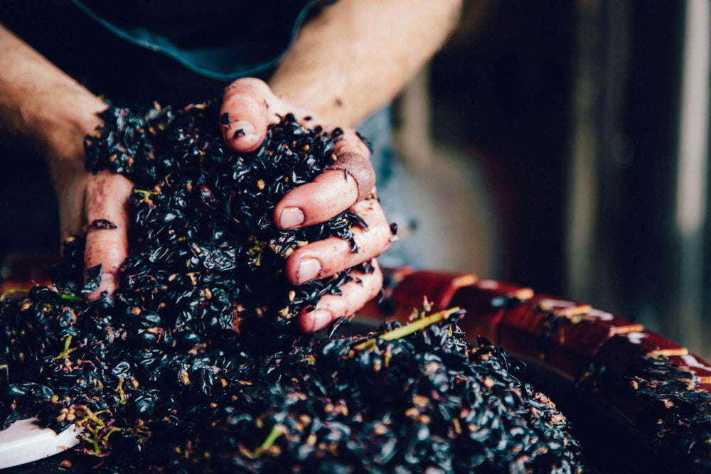 How branding shapes perception in wine and hospitality industry illustration. Hands hold grape musts in a manual wine press to suggest natural wine and care in craft.