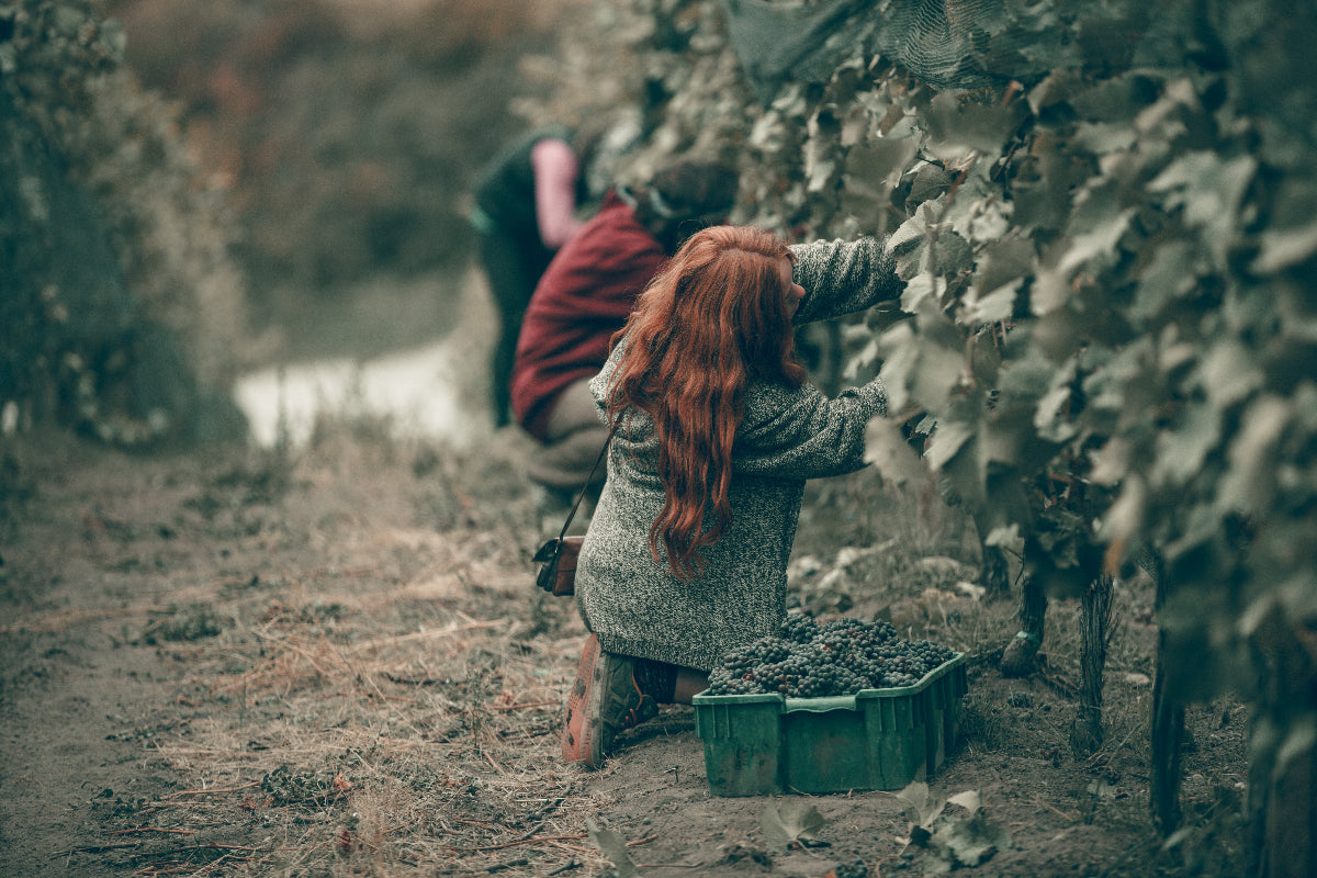 Two people harvesting grapes in a vineyard. Winery Branding photography that speaks of terrroir and craft and a by hand touch.