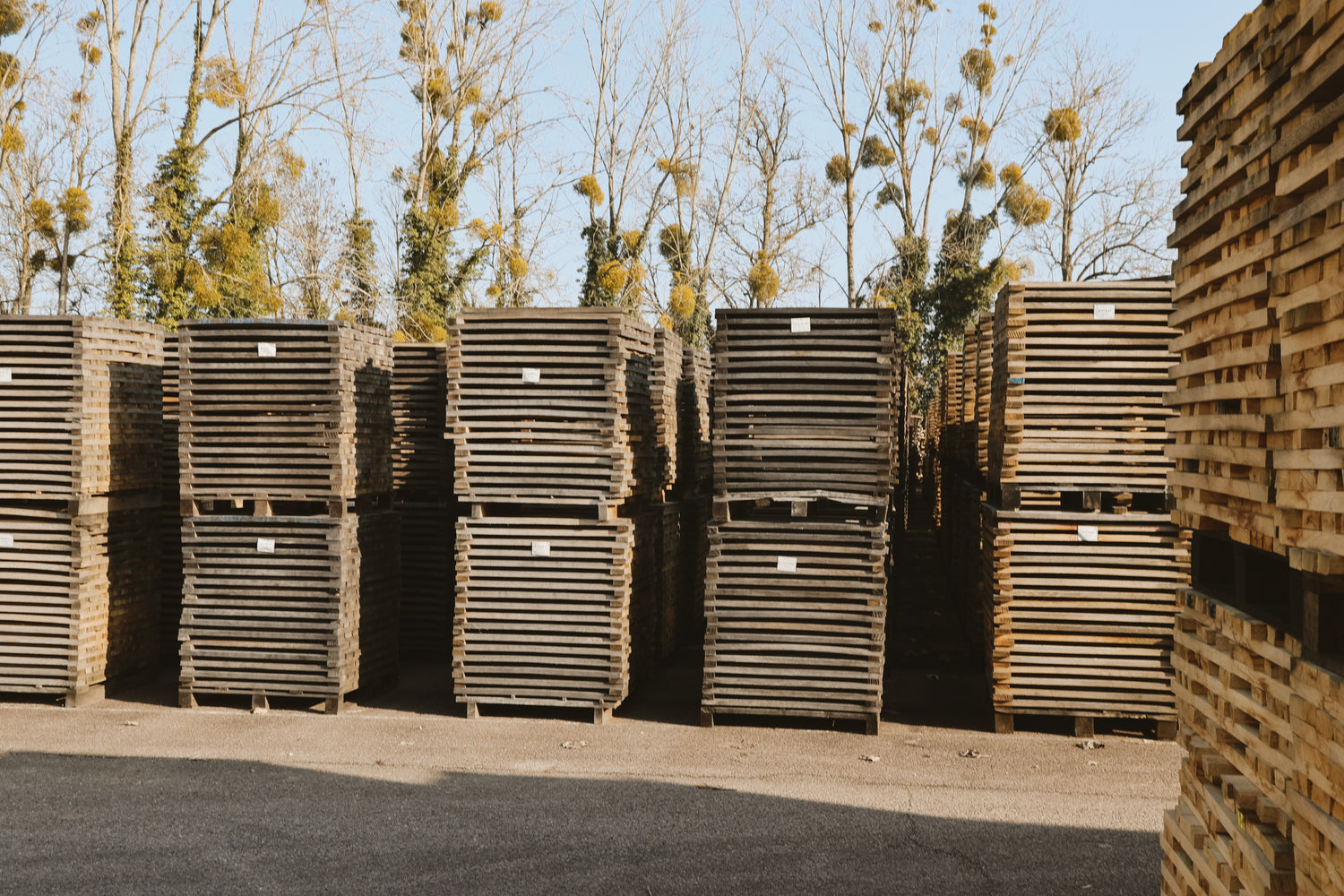 Stacks of wooden pallets, ready for Branded Merchandise for Wineries, are neatly arranged outdoors on a paved surface, with leafless trees and blue sky in the background. The pallets are organized in large, orderly piles.